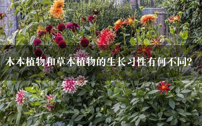 木本植物和草本植物的生长习性有何不同？