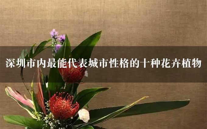 深圳市内最能代表城市性格的十种花卉植物