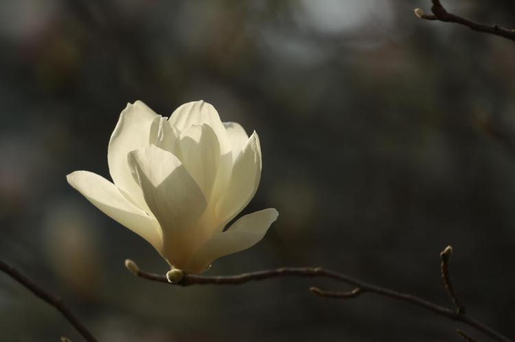 白玉兰花树与秋天的落叶，你恍如一场梦