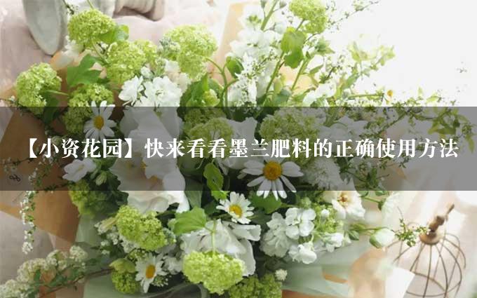 【小资花园】快来看看墨兰肥料的正确使用方法