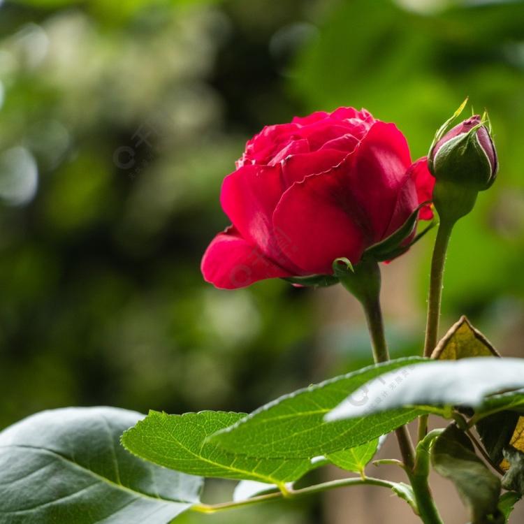 教你轻松水培月季花插枝，让花篮中的月季绽放青春之美！