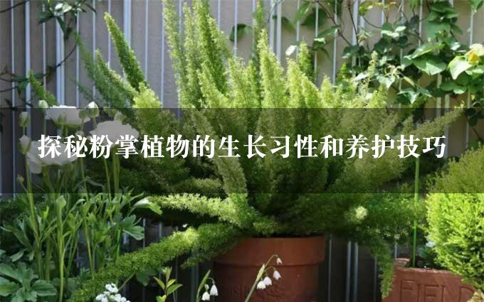 探秘粉掌植物的生长习性和养护技巧