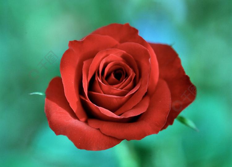 蓝玫瑰花的象征意义：希望、梦想和奇迹
