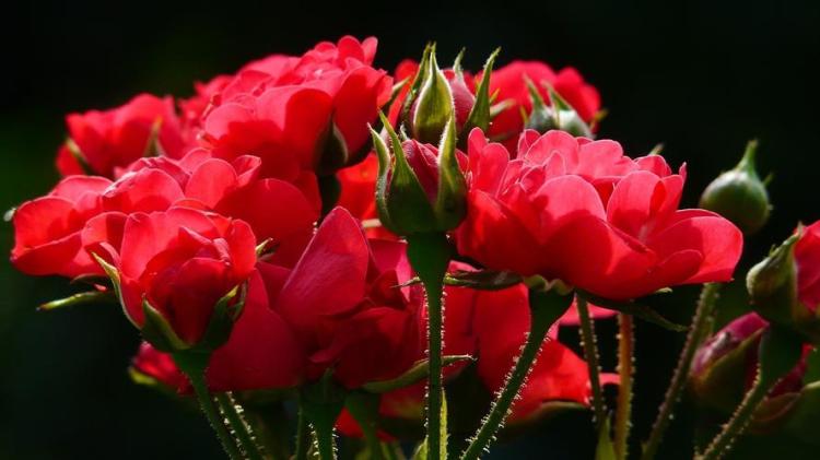 揭示11朵玫瑰花象征的爱情内涵