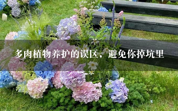 多肉植物养护的误区，避免你掉坑里