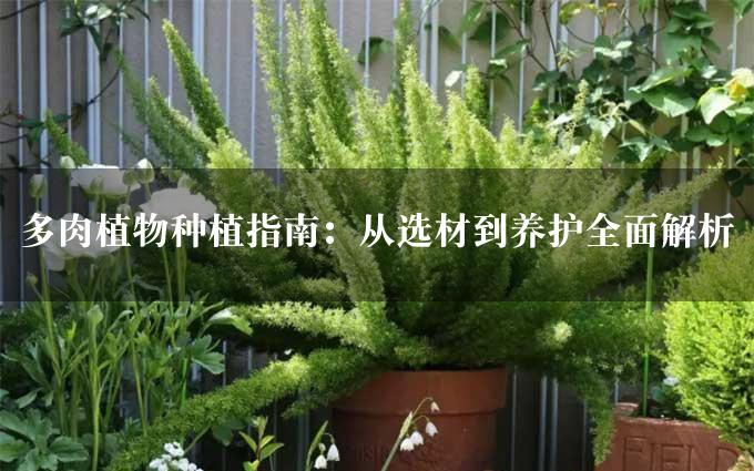 多肉植物种植指南：从选材到养护全面解析