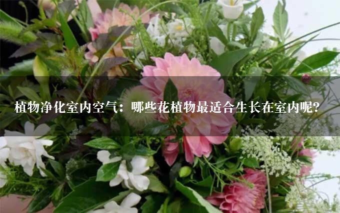 植物净化室内空气：哪些花植物最适合生长在室内呢？