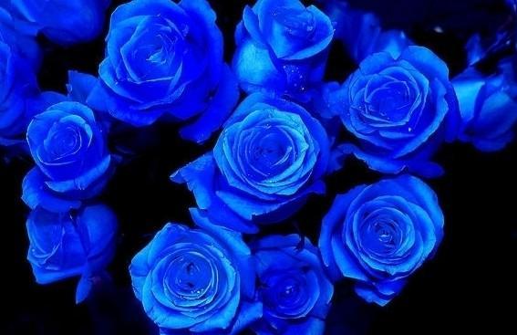 令人惊叹的蓝色妖姬几朵花语大全