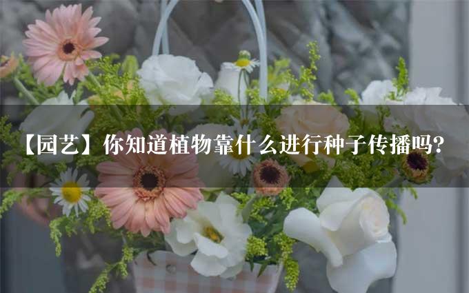 【园艺】你知道植物靠什么进行种子传播吗？