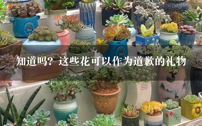 知道吗？这些花可以作为道歉的礼物