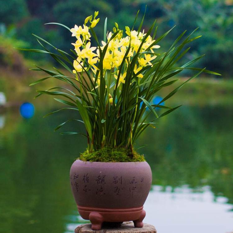 兰花土配方大全，必读的栽植指南！