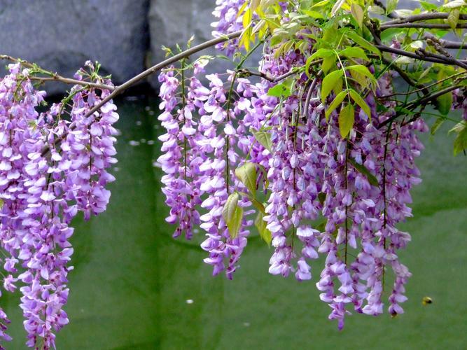 创新“花”样吃法：紫藤花的食用方法你了解吗？