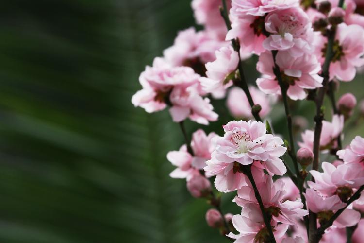 寿星桃花盆景养护小技巧：如何控制光照时间