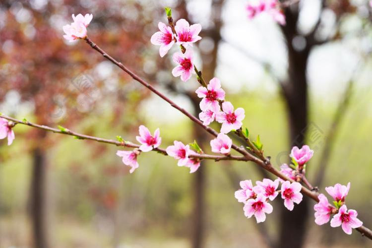 寿星桃花盆景养护小技巧：如何避免根部积水