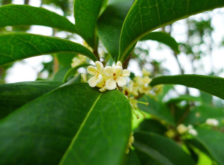 家中桂花开不好，是“招鬼”作祟吗？