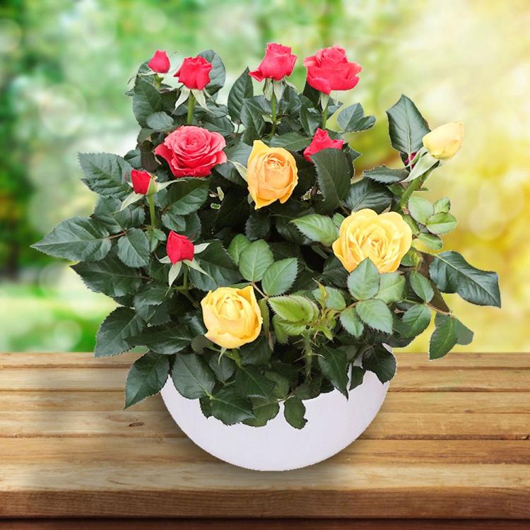 将5朵玫瑰花活用到日常生活，打造温馨的家居花艺