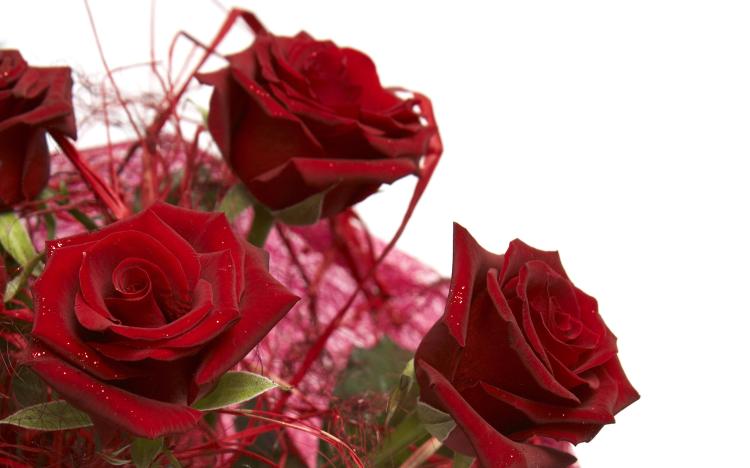 想送出特别的玫瑰花束吗？5枝玫瑰花的神秘寓意真的吸引人