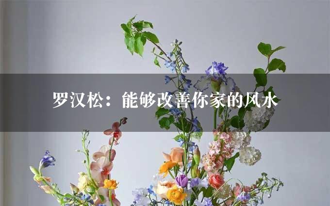 罗汉松：能够改善你家的风水