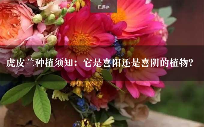 虎皮兰种植须知：它是喜阳还是喜阴的植物？