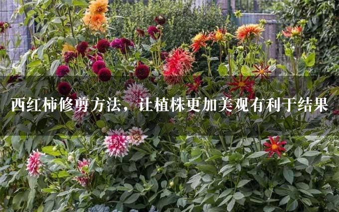 西红柿修剪方法，让植株更加美观有利于结果