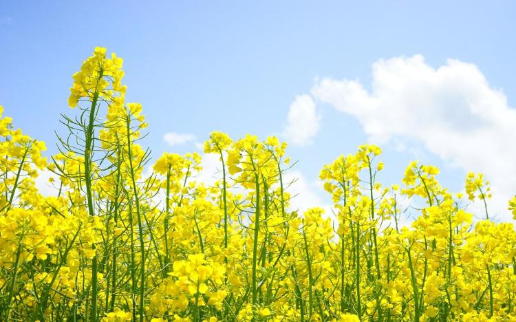 【花见花开】看完这篇你就能学会找到最美的油菜花！