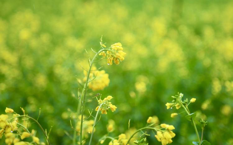 雷人！油菜花开放季节全靠这个神器！