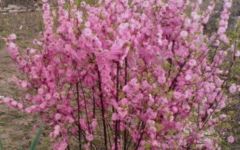 榆叶梅树苗的花期及开花技巧分享