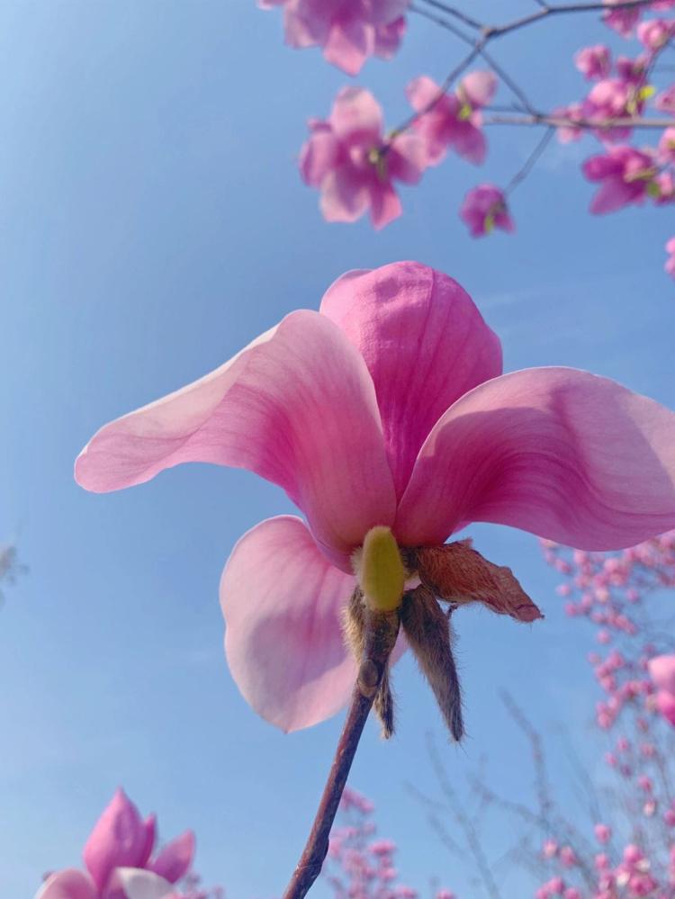 【文艺雅谈】花开有时天外，玉兰花的文学地位在诗歌中得以体现