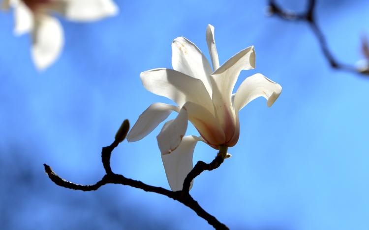 【雅致生活】摄影师镜头下的玉兰花：极其美丽的自然诗篇