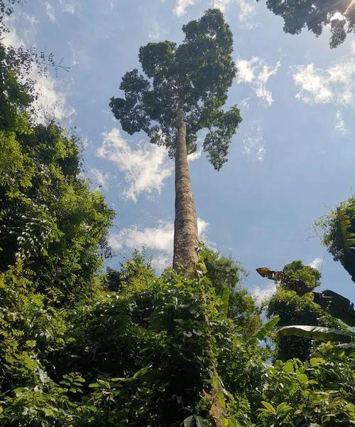 全球十大珍稀植物探索：从水杉到银杏树