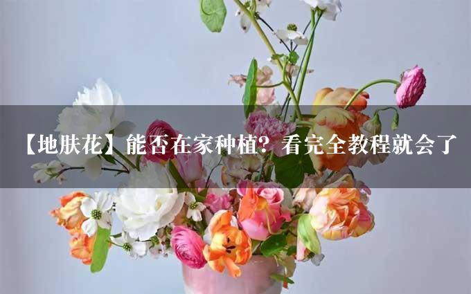 【地肤花】能否在家种植？看完全教程就会了